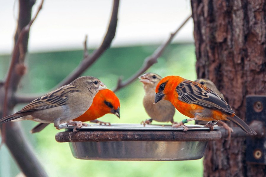 Birds Good Luck