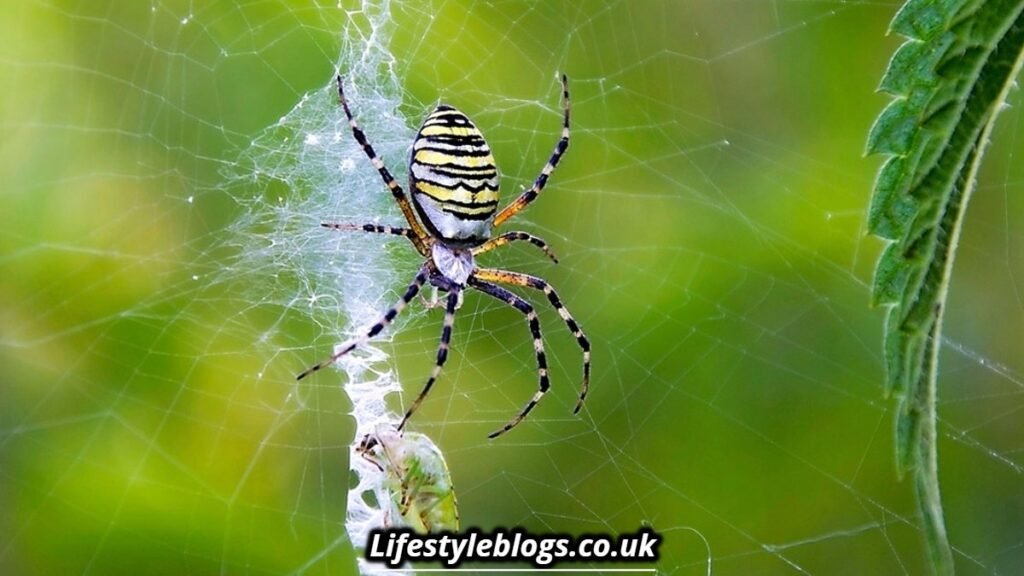Is It Bad Luck to Kill a Spider