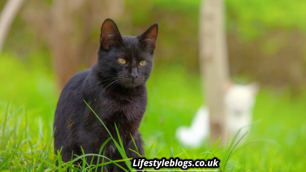 Is It Bad Luck to See a Black Cat