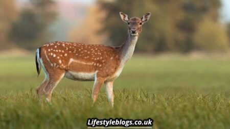 Is It Good Luck to Encounter a Deer