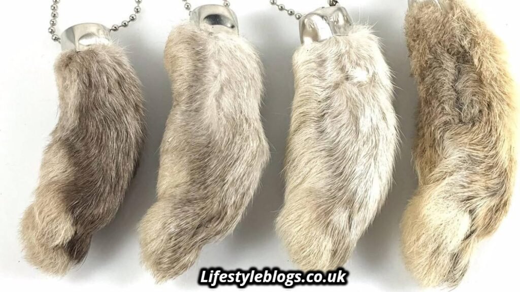 Is It Good Luck to Find a Rabbit’s Foot