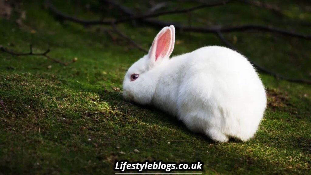 Is It Good Luck to Have a Rabbit’s Foot