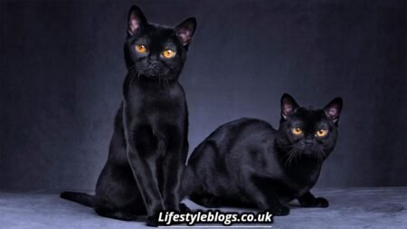 Is It Good Luck to See a Black Cat