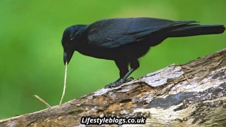 Is it Bad Luck if a Crow Caws at Your Door