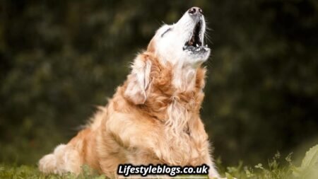 Is it Bad Luck to Hear a Dog Howl