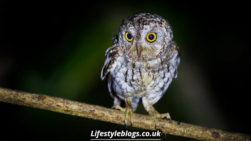 Is it Bad Luck to See an Owl at Night